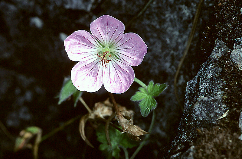 เจราเนียมเชียงดาว